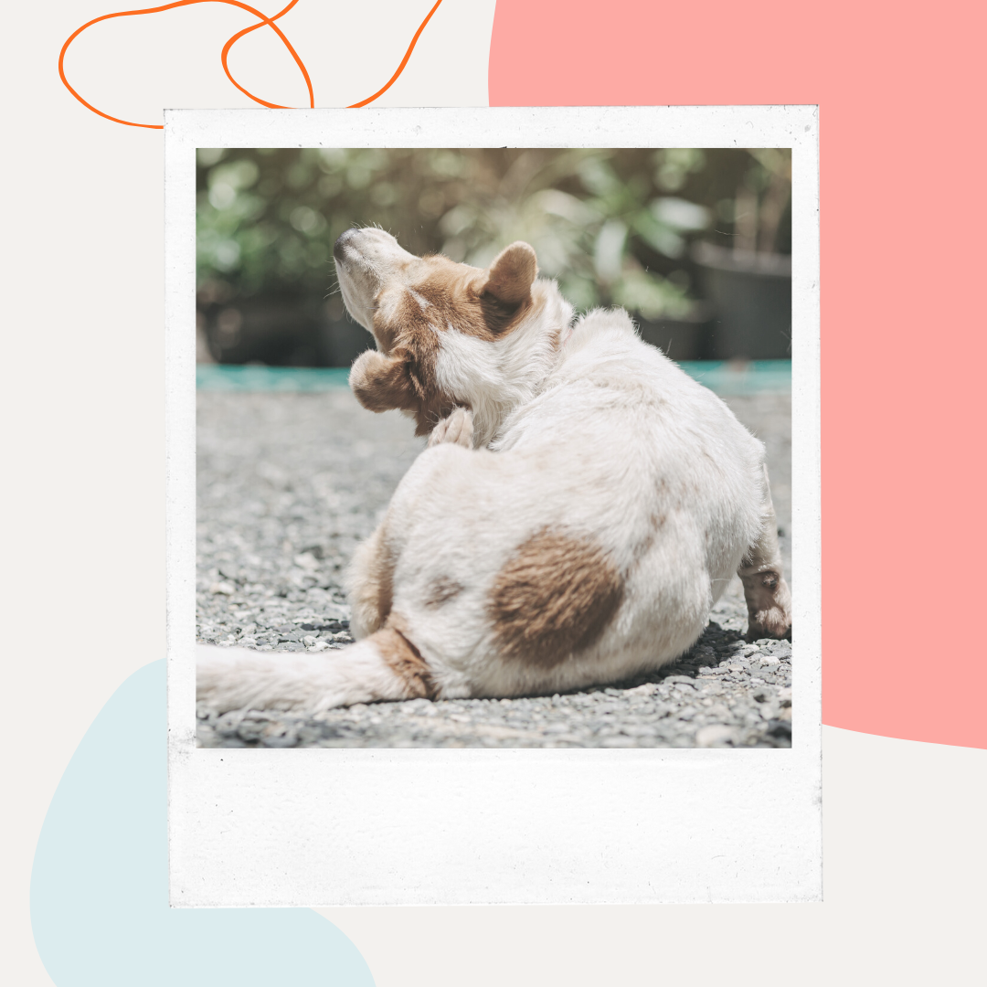 Diets For Dogs Without Apple Jam Reference: Hydrolyzed Diets For Dogs Unlocking Canine Health Solutions And Aller