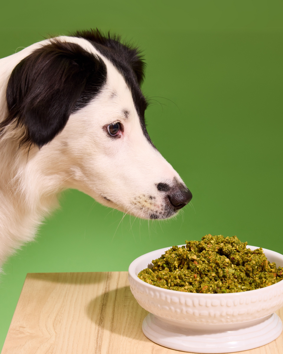 dog eating potting mix Plant-Based Dehydrated Dog Food