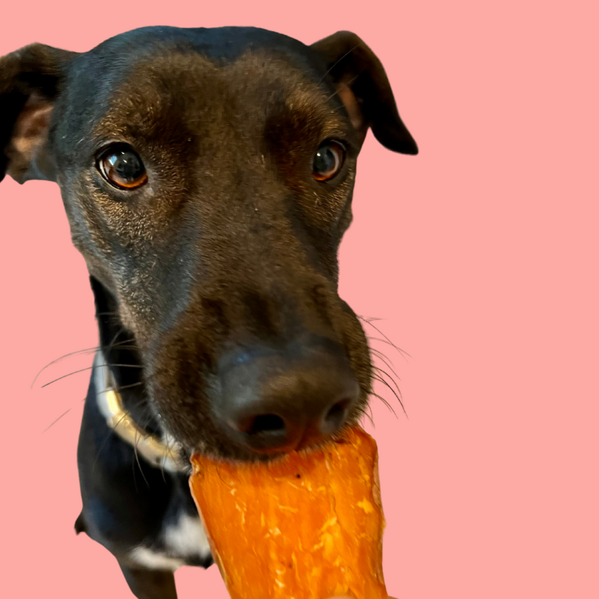 Load image into Gallery viewer, Picture of a dog eating sweet potato jerky
