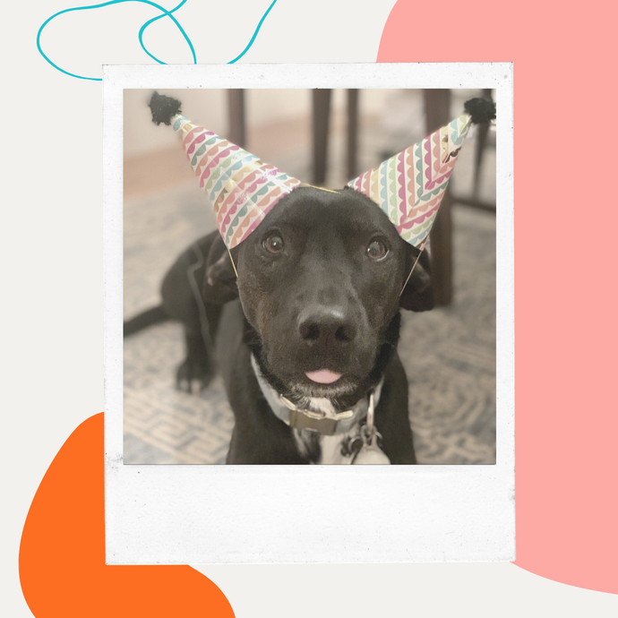 Big news! We just launched our first baked dog food