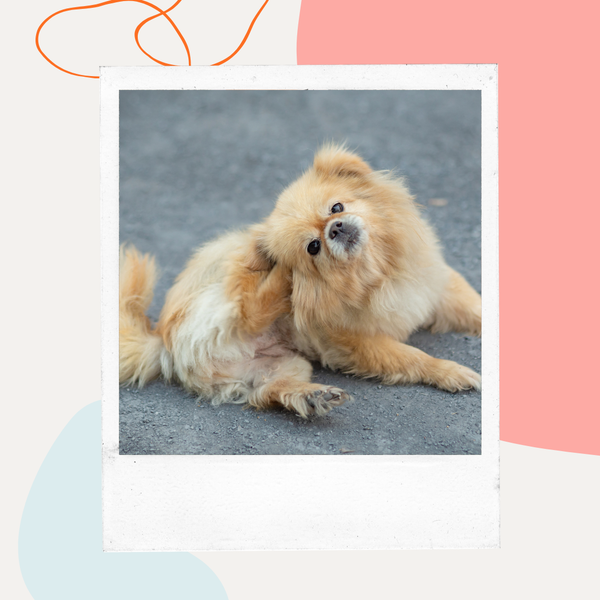 Fluffy dog scratching itself on the pavement