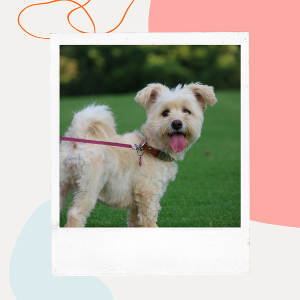 White dog on a leash
