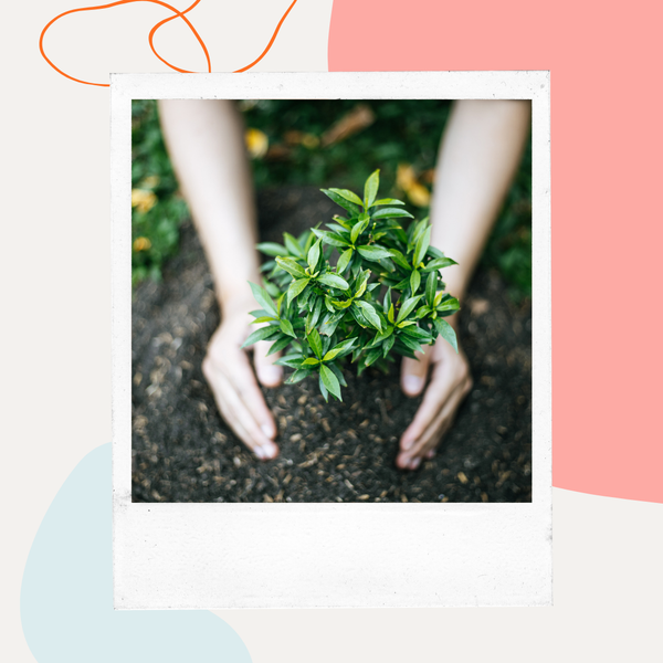 Hands cupped around a young green plant in the soil