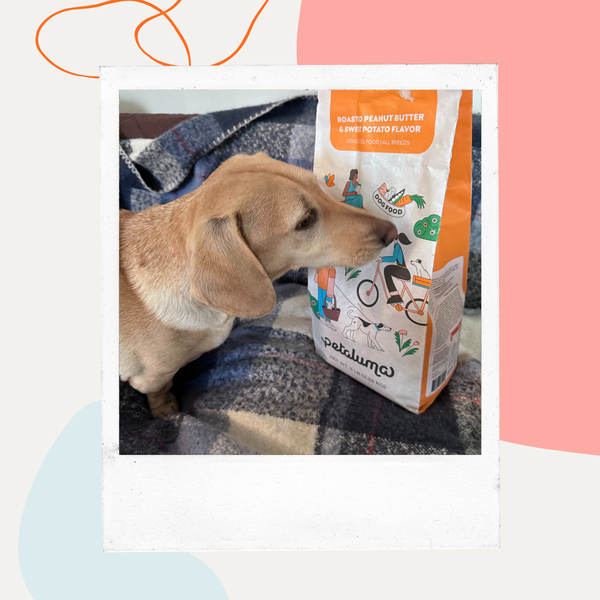 Dog sniffing a bag of Petaluma dog food