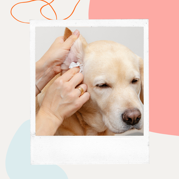 Person checking a yellow Labrador's ear