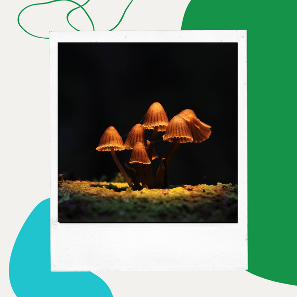 Cluster of orange mushrooms against a dark background