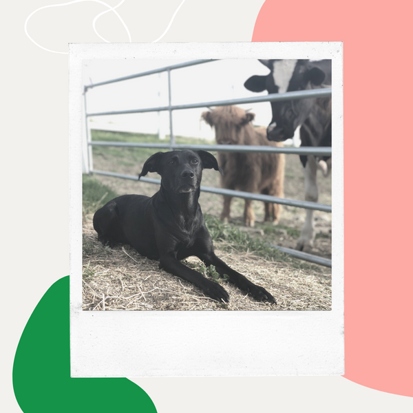 Black dog resting by a farm fence with cows behind it