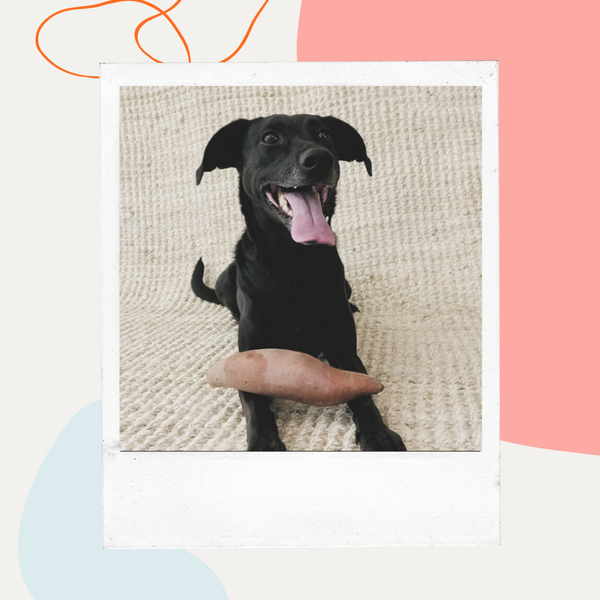 Black dog lying on a rug with its tongue out