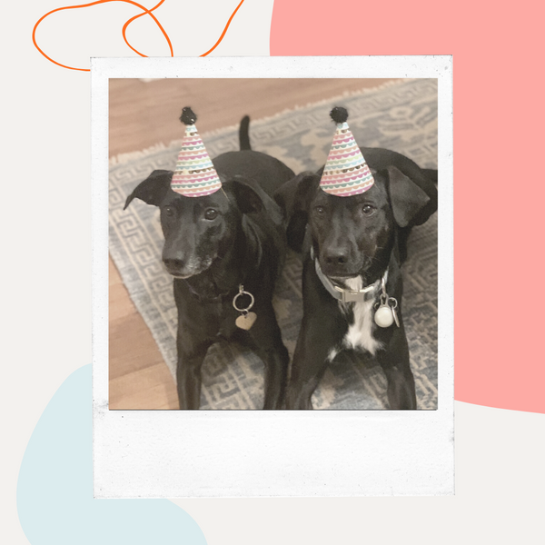 Two black dogs wearing party hats