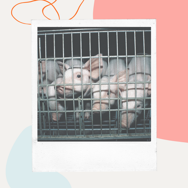 Pigs crowded into a metal pen