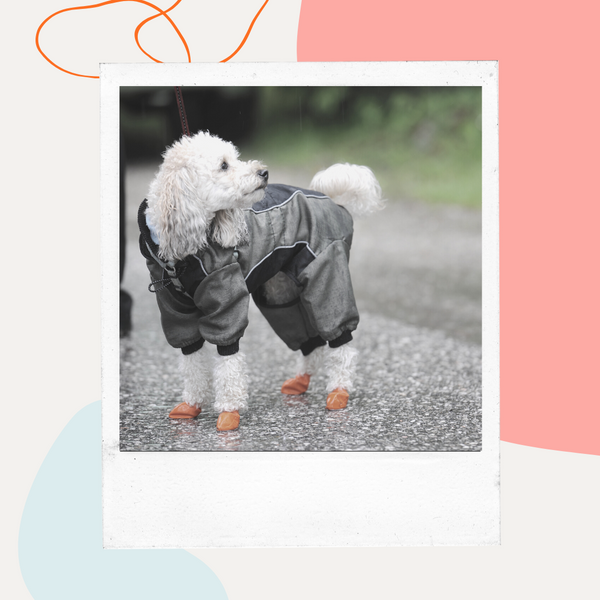 Small dog wearing a raincoat