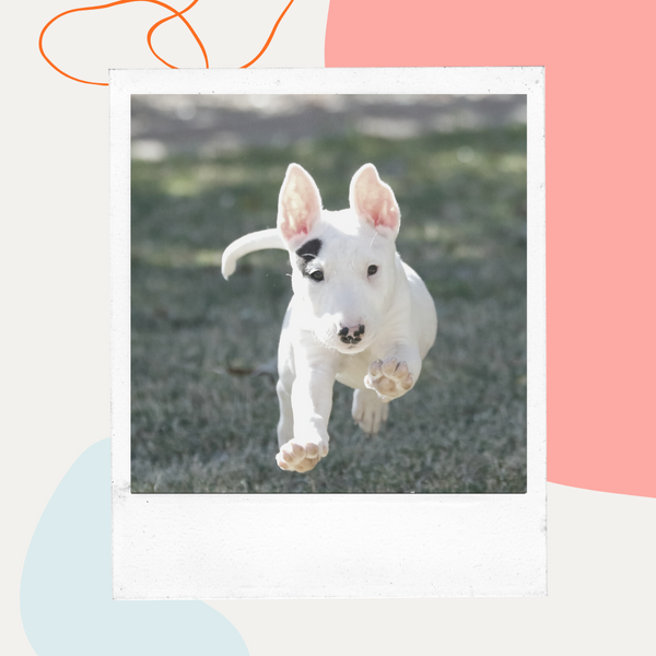 White puppy running across the grass
