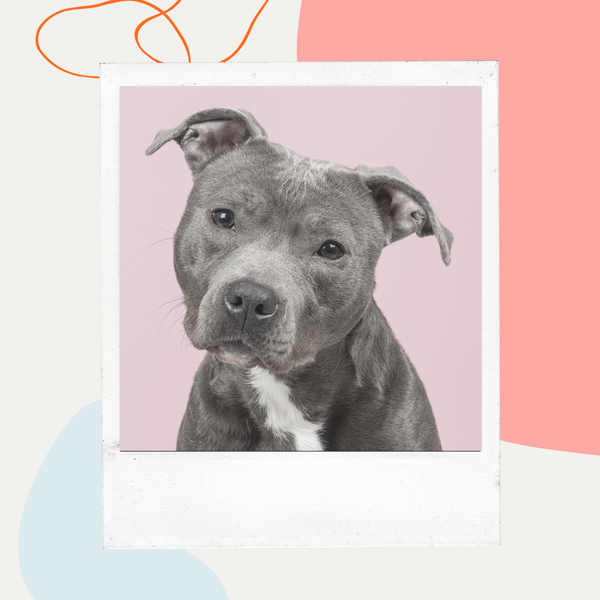 Gray pit bull tilting its head
