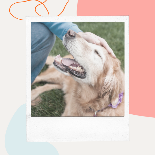 Person petting a senior golden retriever