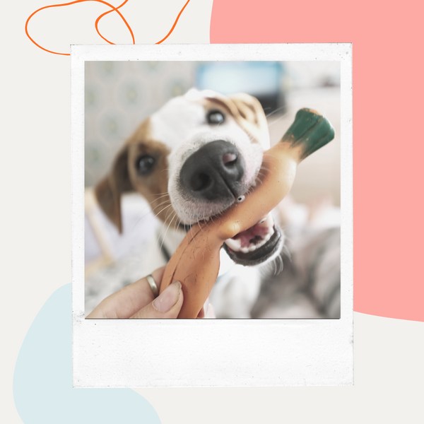 Dog holding a vegetable stalk in its mouth