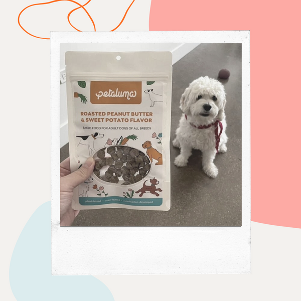 Hand holding a Petaluma sample bag next to a fluffy white dog