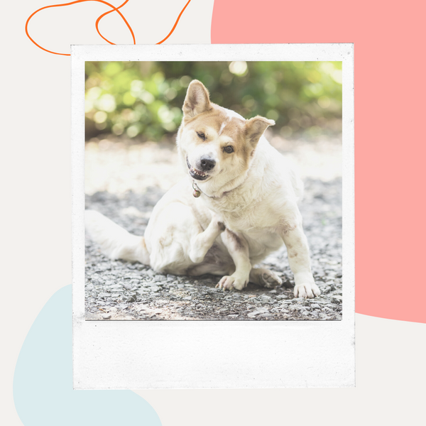 Shiba Inu sitting on gravel