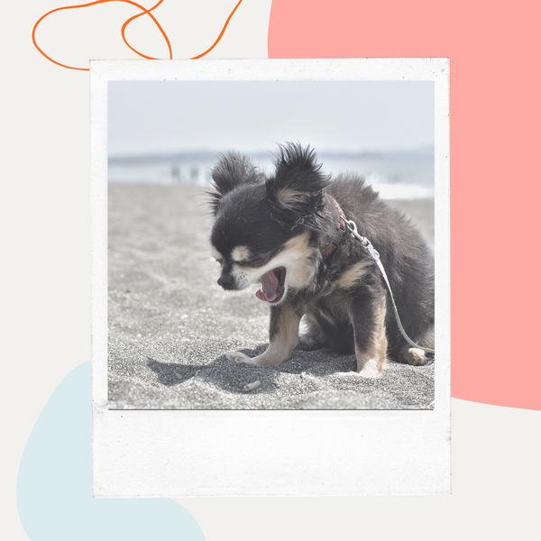 Black dog sitting on a sandy beach
