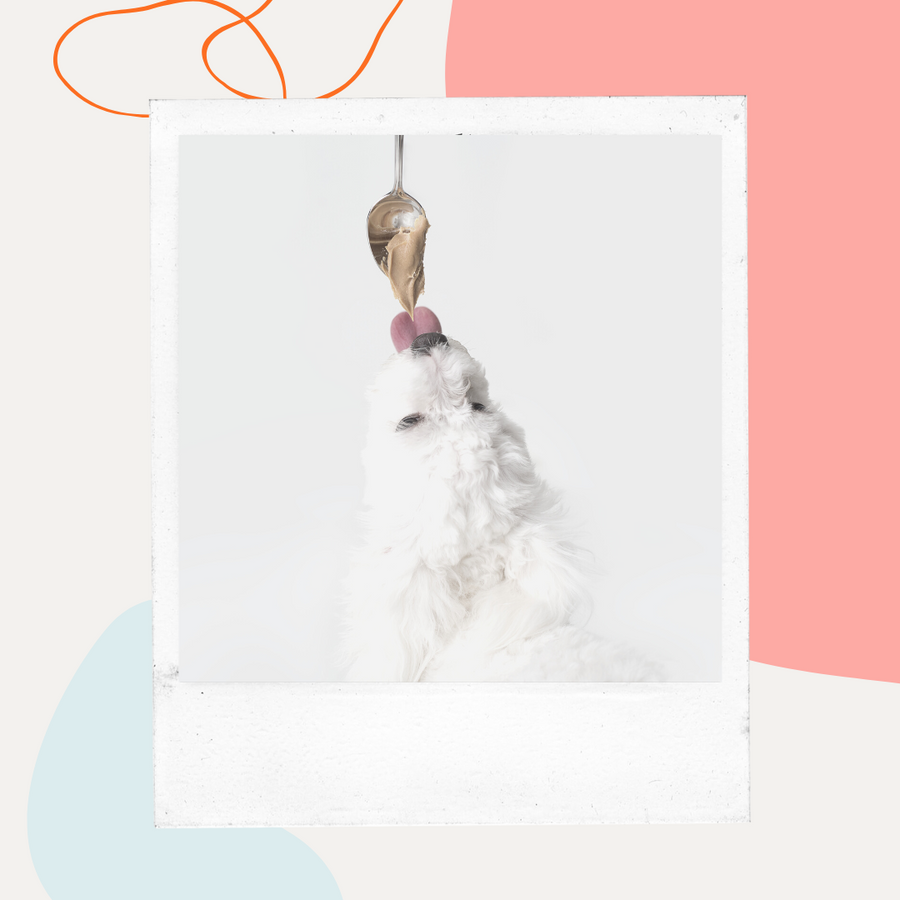 White fluffy dog reaching for a spoon of peanut butter