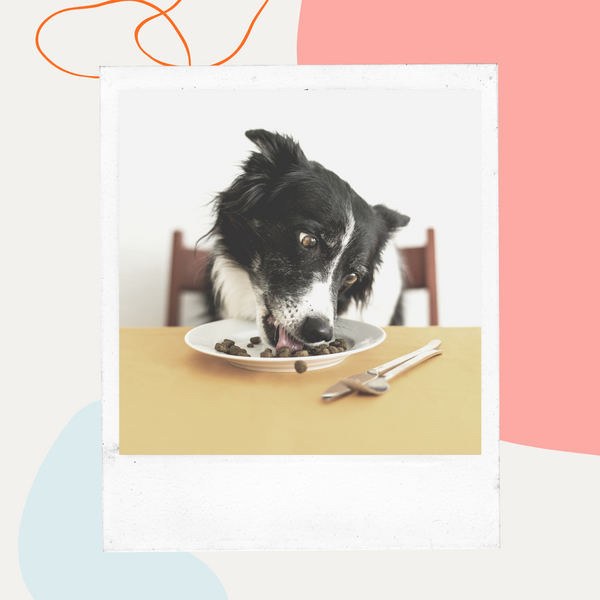 Black-and-white dog eating from a bowl on the floor