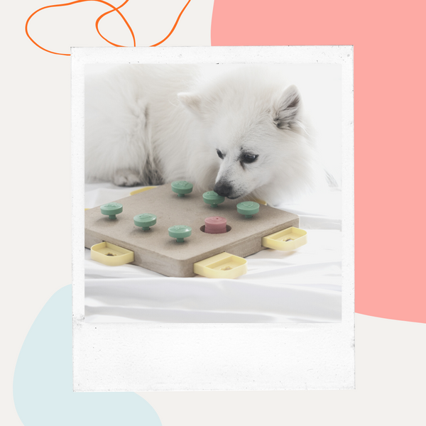 White dog playing with a treat puzzle toy