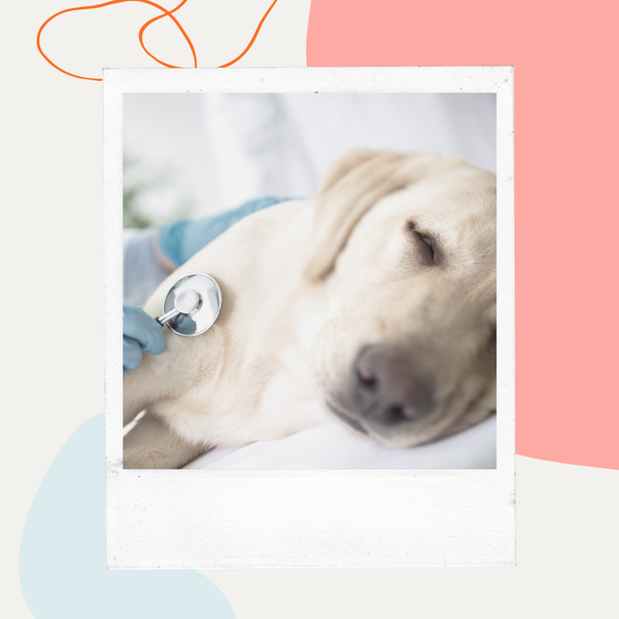 Unlocking Canine Nutrition: The Science Behind Hydrolyzed Dog Food