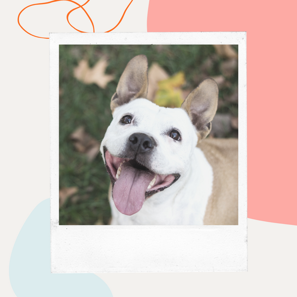 Smiling white dog outdoors