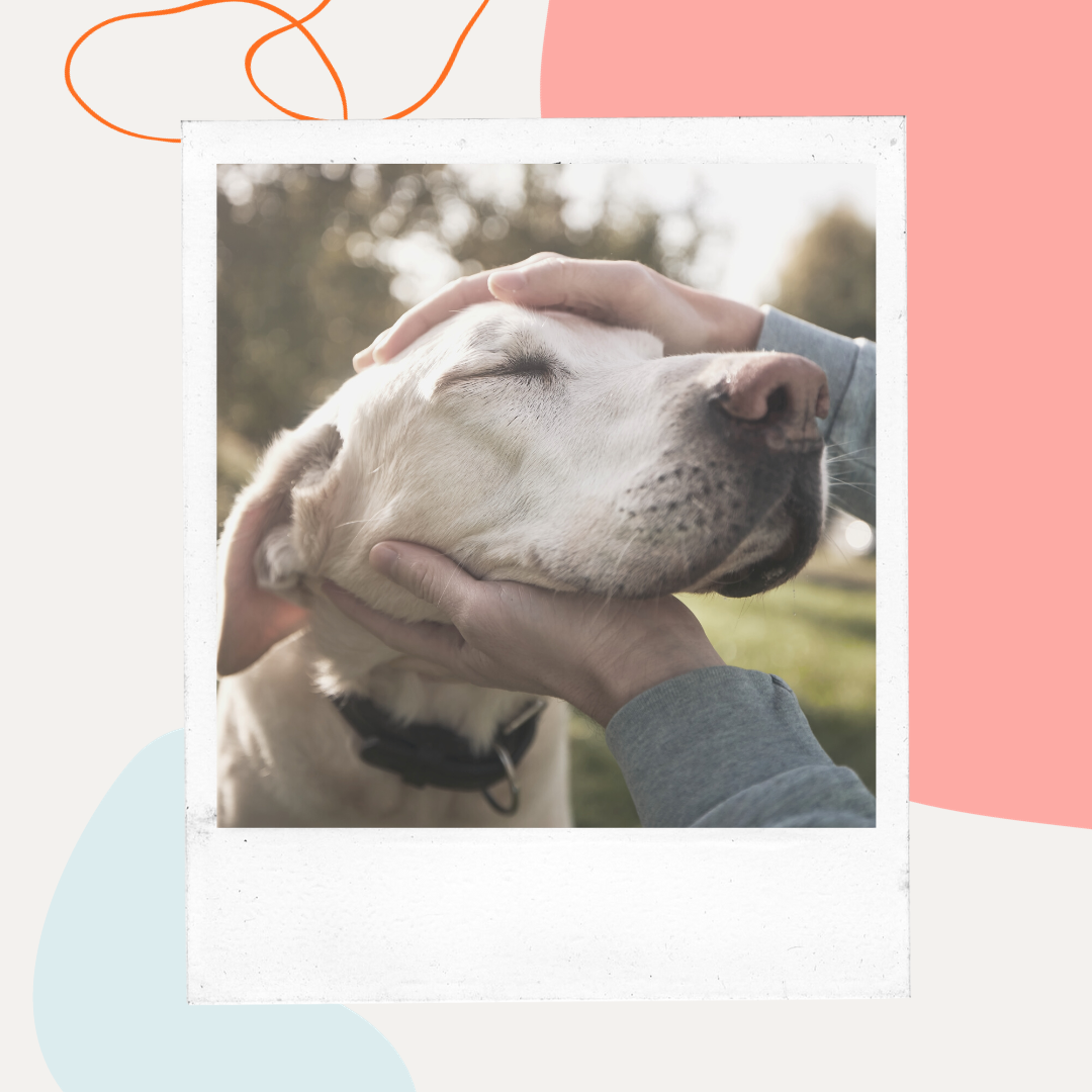 Hands gently cupping a senior dog's face