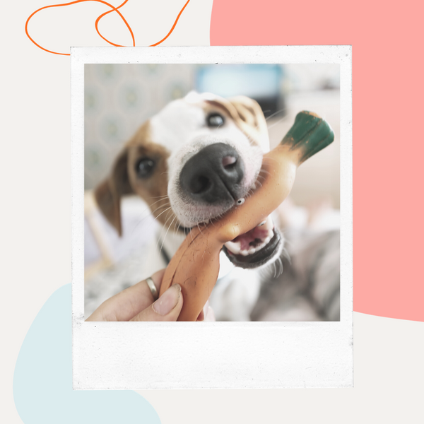 Dog holding a chew stick in its mouth