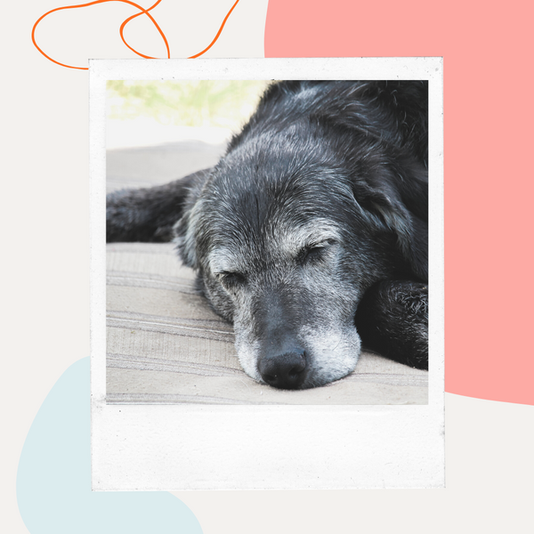 Senior black dog resting its head on the floor
