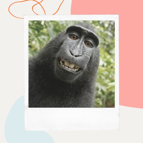 Close-up of a grinning black macaque