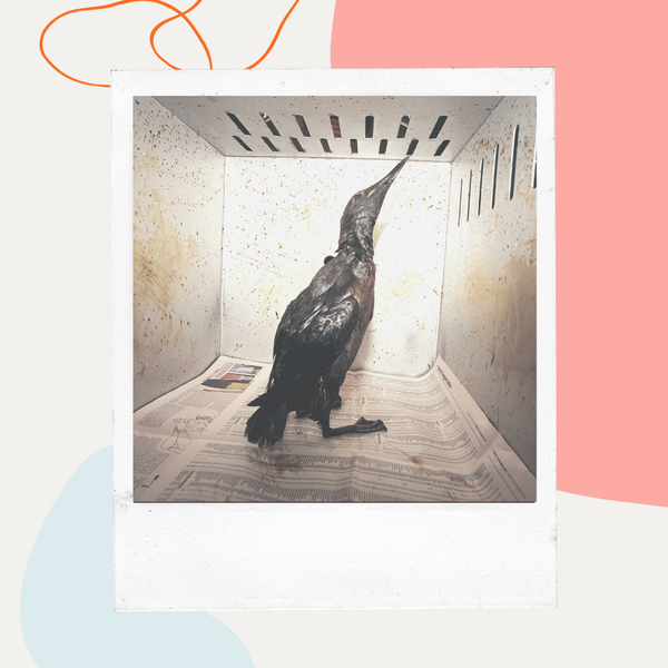 Oil-covered seabird in an animal rescue enclosure
