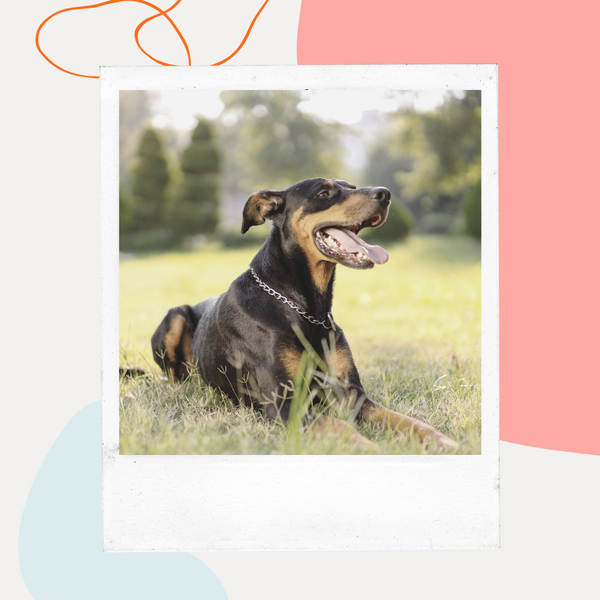 Dog lying in the grass