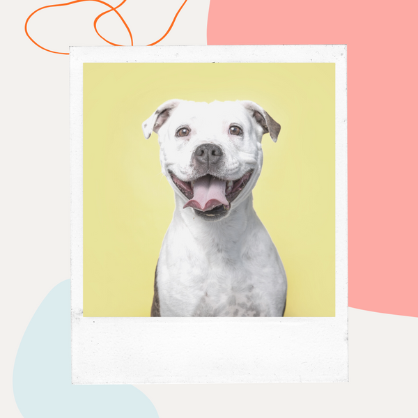 Smiling pit bull against a yellow background