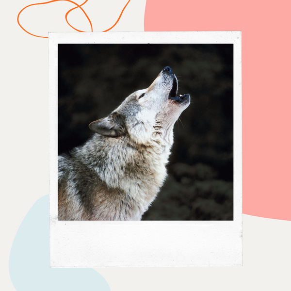 Wolf howling