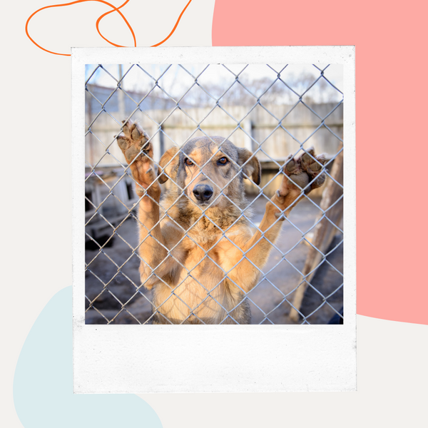 Dogs jumping up against a shelter kennel fence