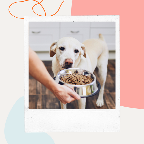 Yellow Labrador being offered a bowl of food