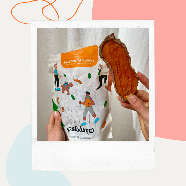 Hand holding a Petaluma Sweet Potato Jerky chew in front of the bag