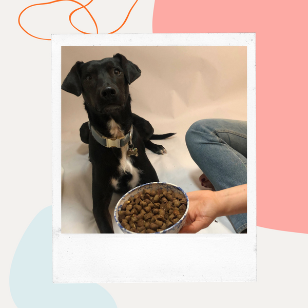 Black dog looking at a bowl of kibble being held out