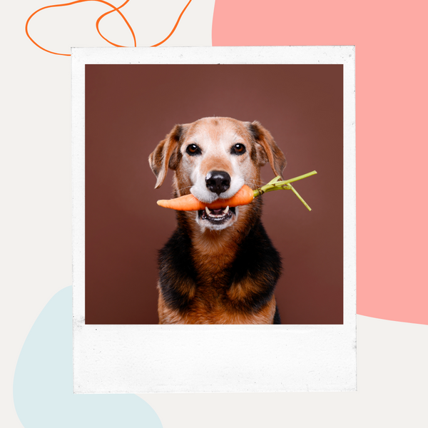 Dog holding a carrot in its mouth
