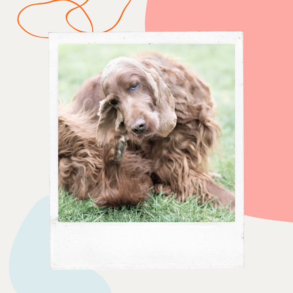 Spaniel rolling in the grass