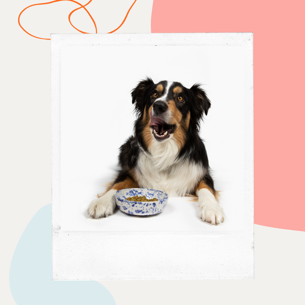 Dog lying beside its food bowl