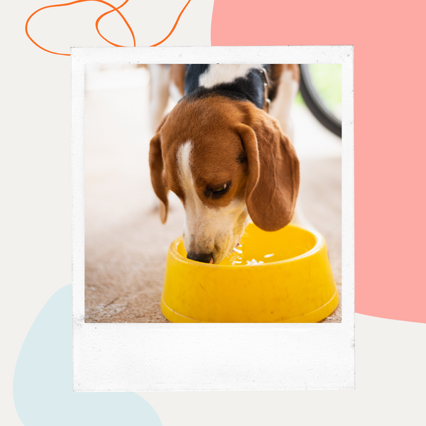 Beagle drinking from a yellow bowl