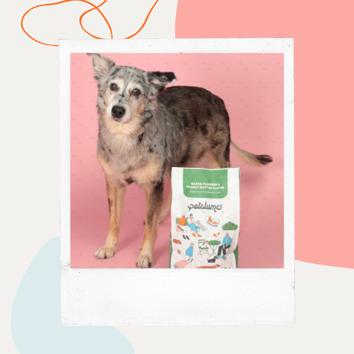 Petaluma Achieves B Corp Recertification, Reaffirming Commitment to Sustainable Pet Nutrition