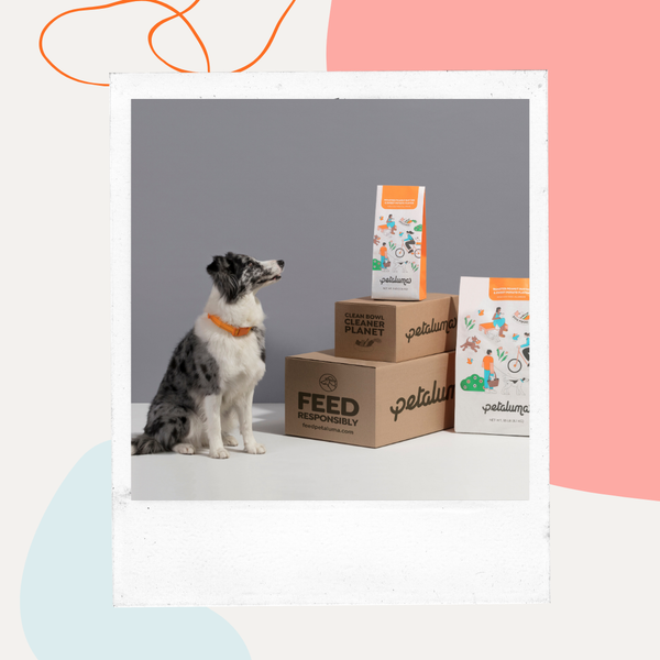 A small dog sitting next to Petaluma dog food bags and shipping boxes