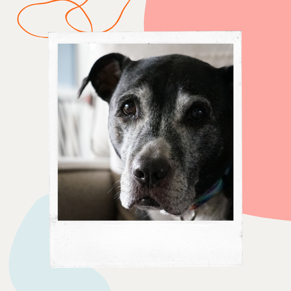 Senior dog with a graying muzzle looking up