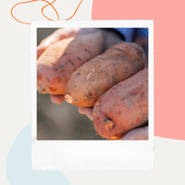 Hands holding freshly harvested sweet potatoes