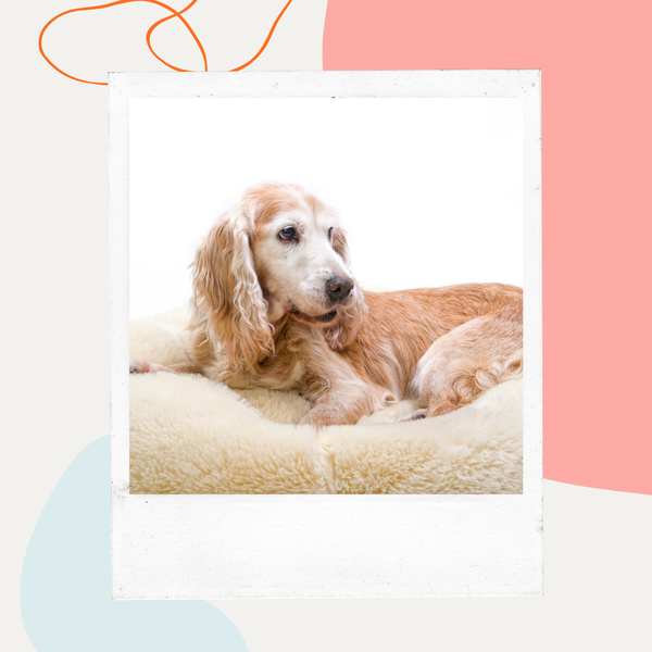An older golden spaniel lying on a soft dog bed
