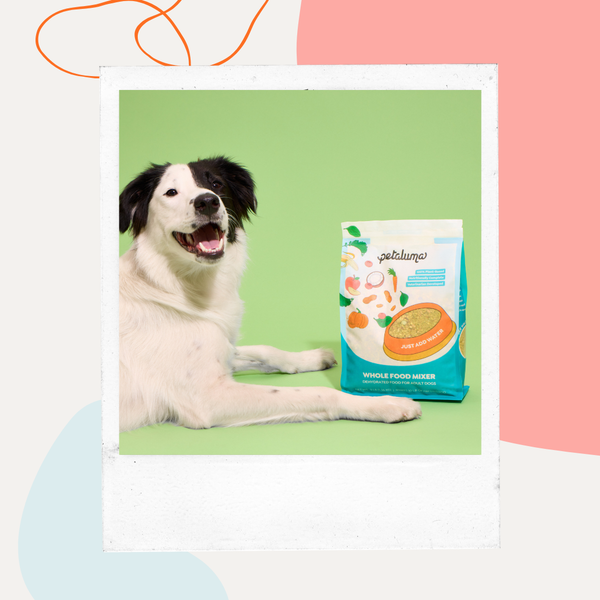 A black and white dog lying next to a bag of Petaluma Whole Food Mixer
