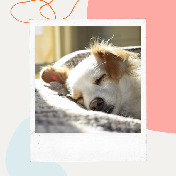 A dog sleeping on a cozy blanket